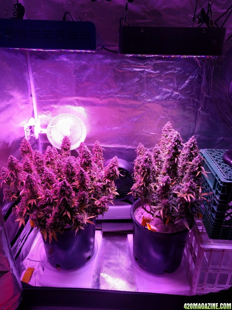 Stupidface first grow