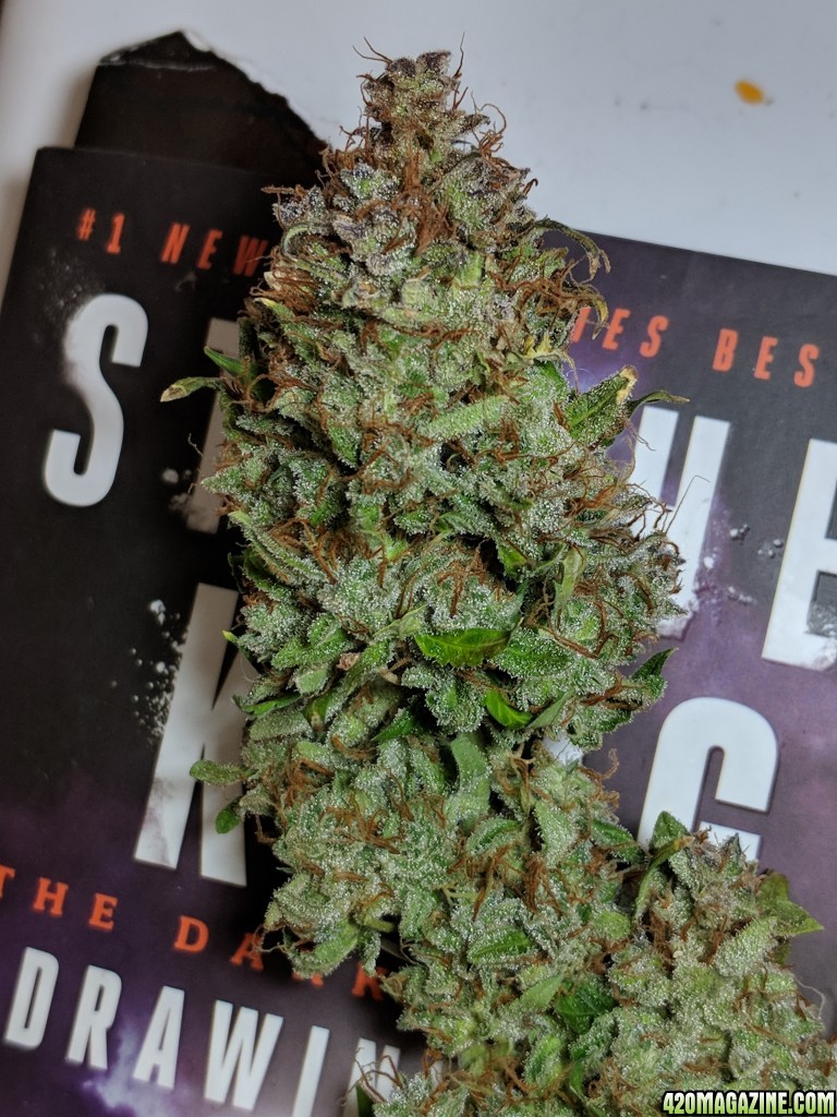 Stupidface first grow