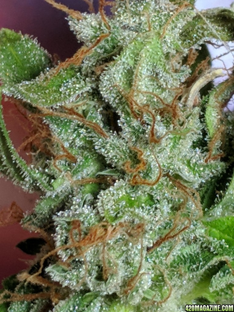 Stupidface first grow