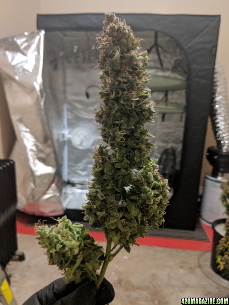 Stupidface first grow