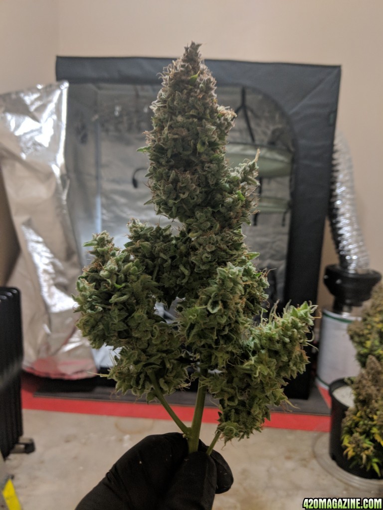 Stupidface first grow