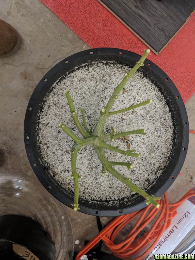 Stupidface first grow