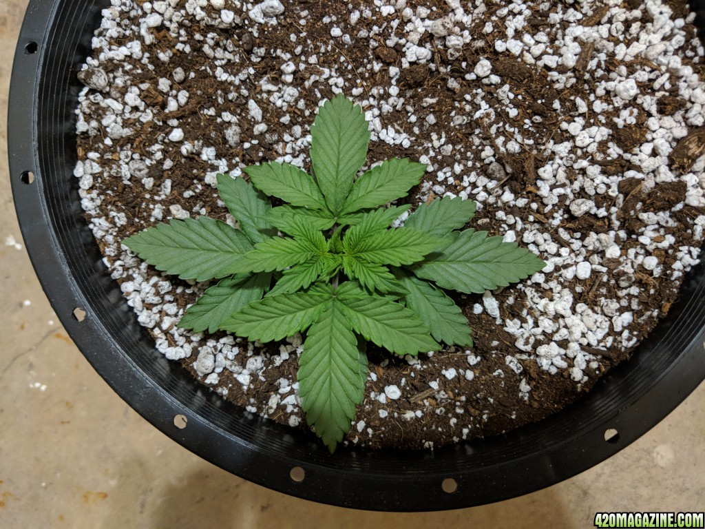 Stupidface first grow