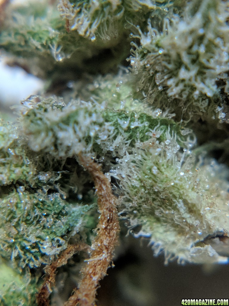 Stupidface first grow