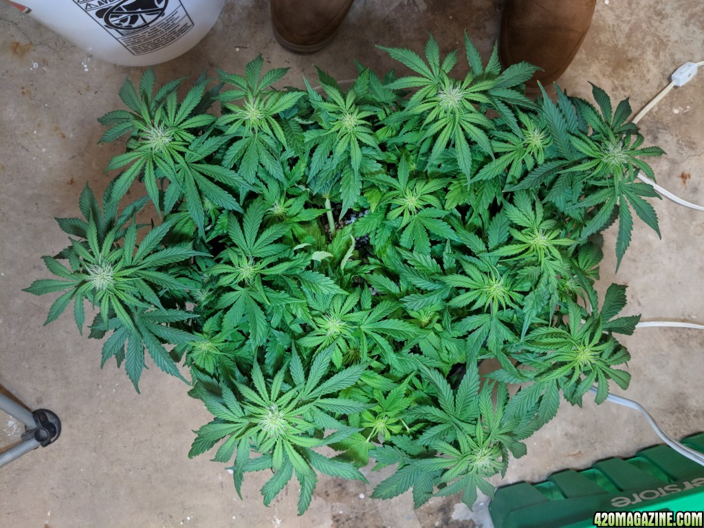 Stupidface first grow