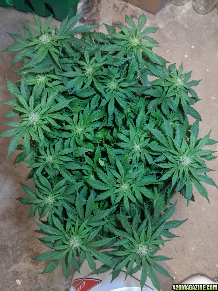 Stupidface first grow