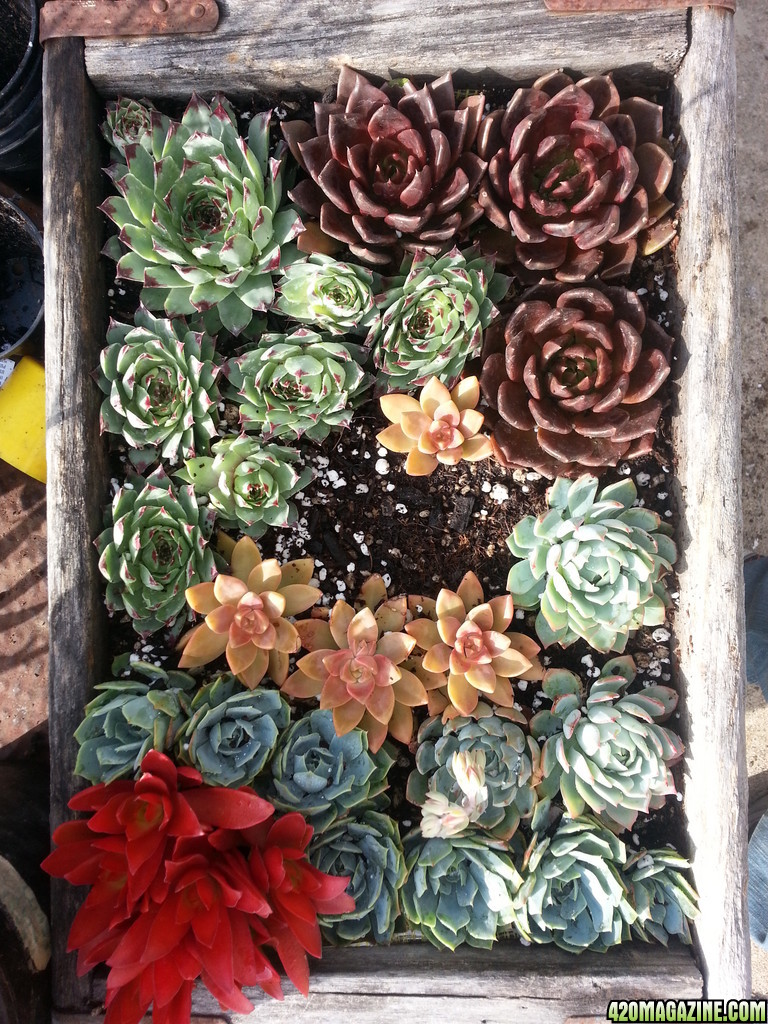 succulent garden