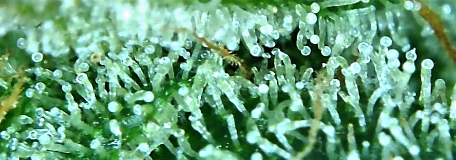 Sue Anne Trichome shot 3 post final flush.jpg