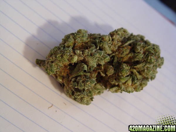 Sugar Shot Nug