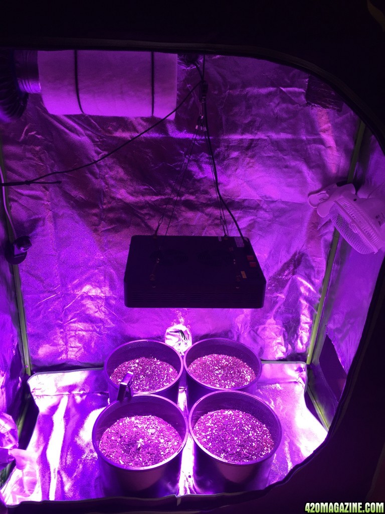 SugarX's 1st Grow 001