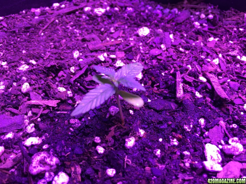 SugarX's 1st Grow 002