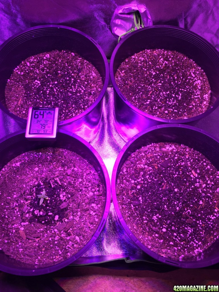 SugarX's 1st Grow 003