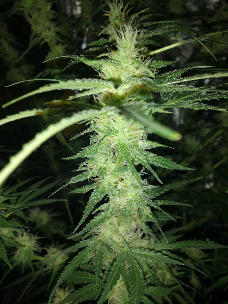 Sum random strain I started with in 1m x 1m tent