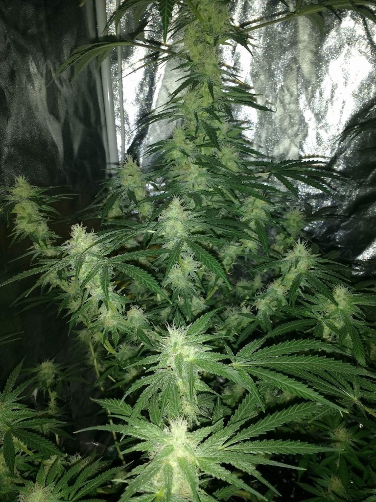 Sum random strain I started with in 1m x 1m tent