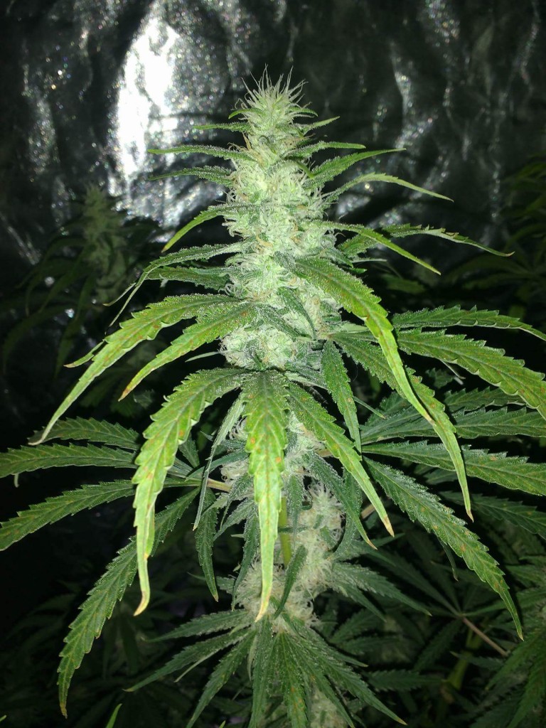 Sum random strain I started with in 1m x 1m tent