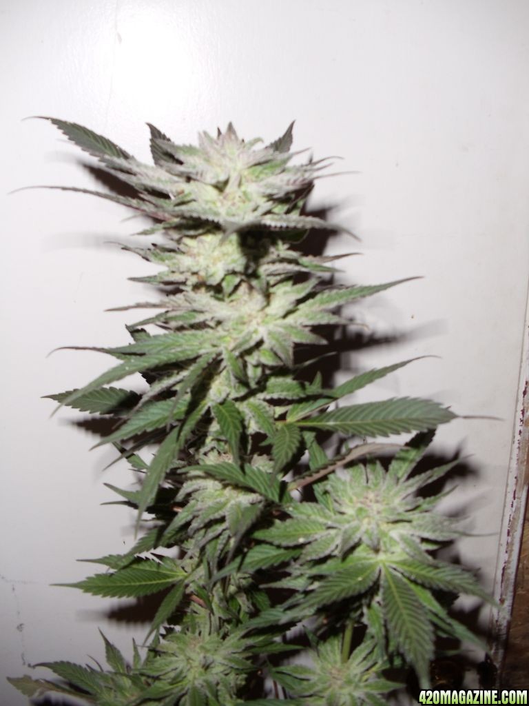 summer 2011 grow