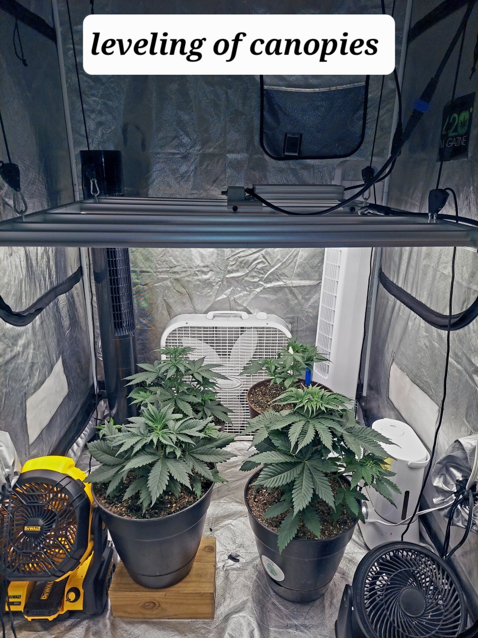 Summer Grow 2023-Canopy Evening