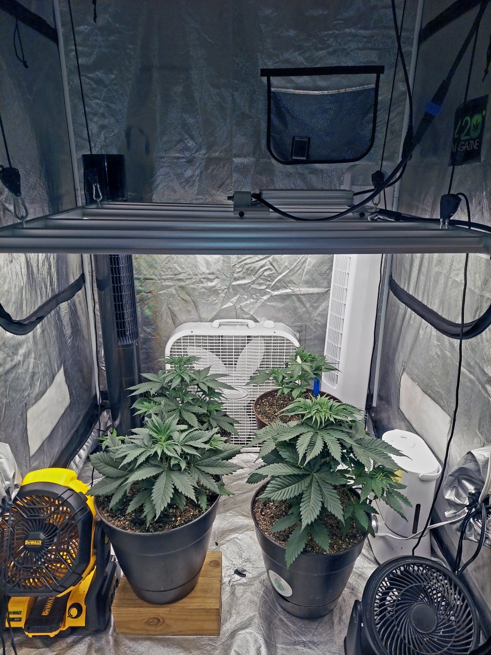 Summer Grow 2023-Canopy Evening