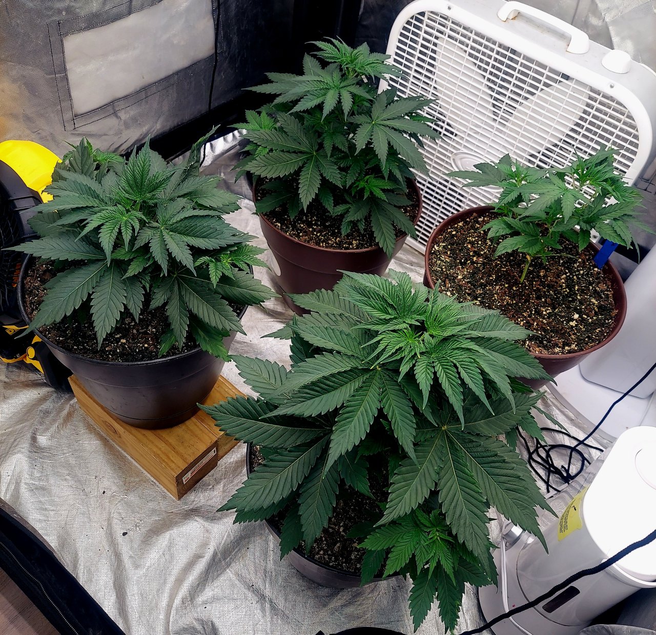 Summer Grow 2023-Canopy Evening