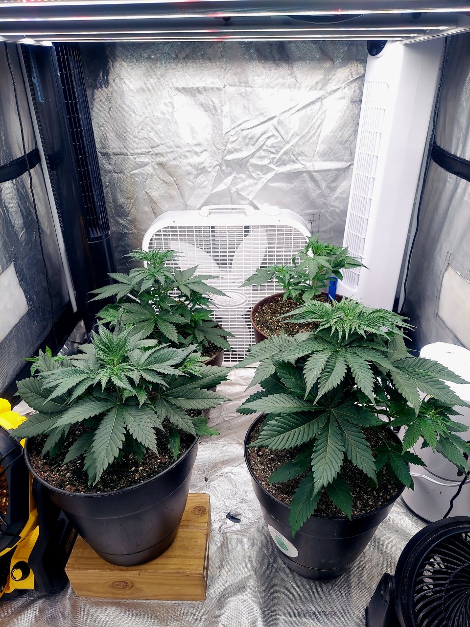 Summer Grow 2023-Canopy Evening