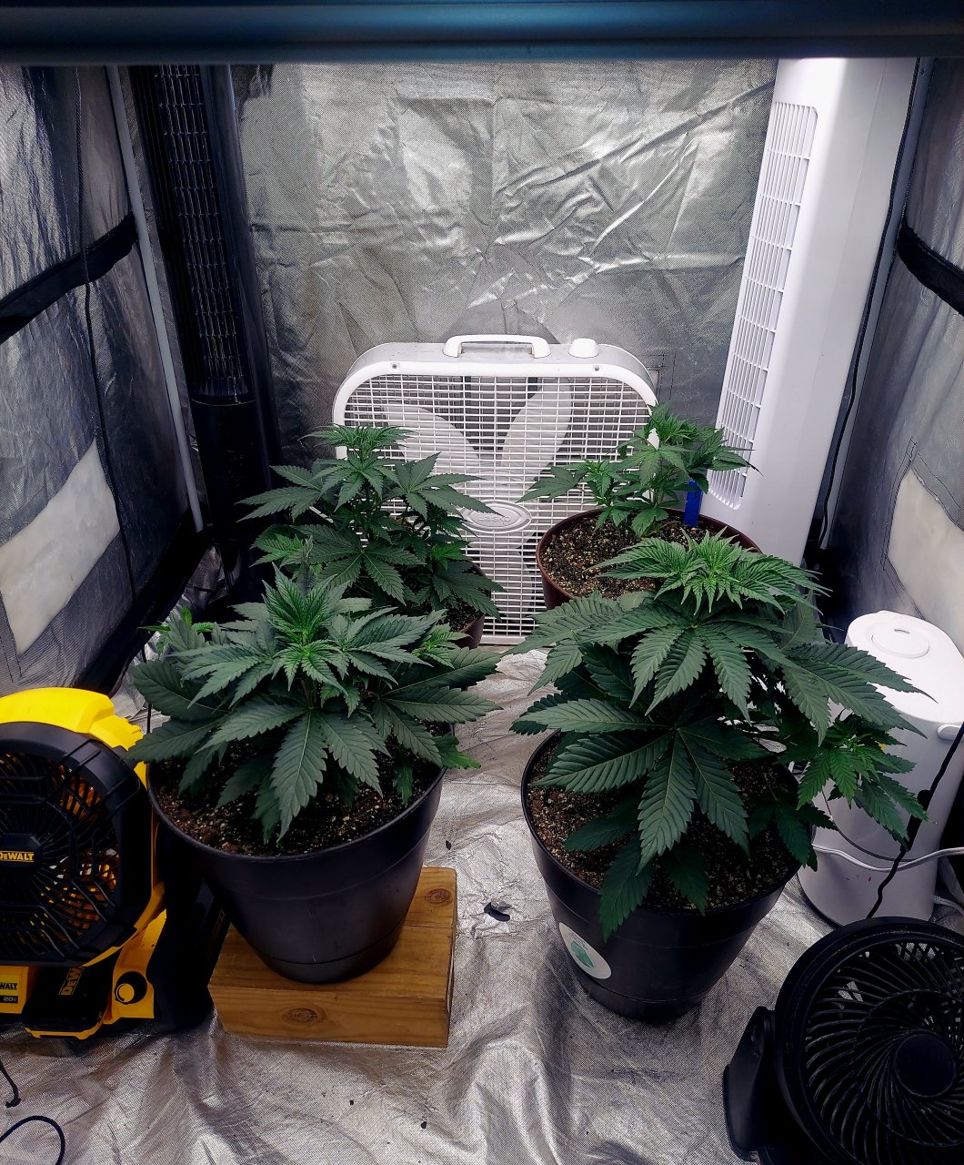 Summer Grow 2023-Canopy Evening