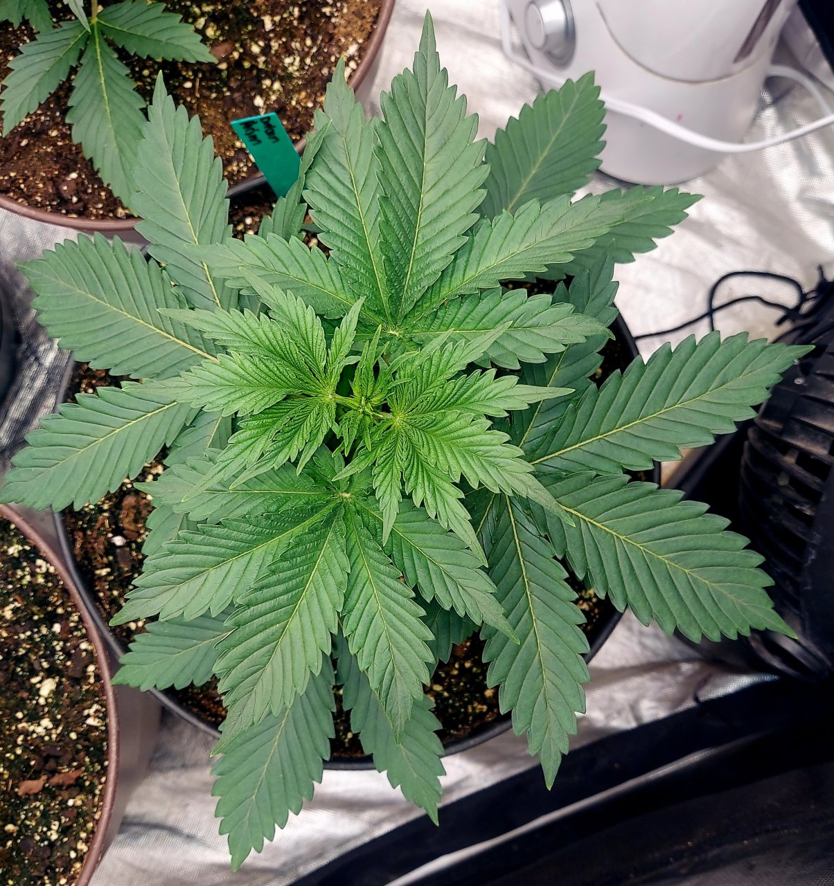 Summer Grow 2023-Durban Poison