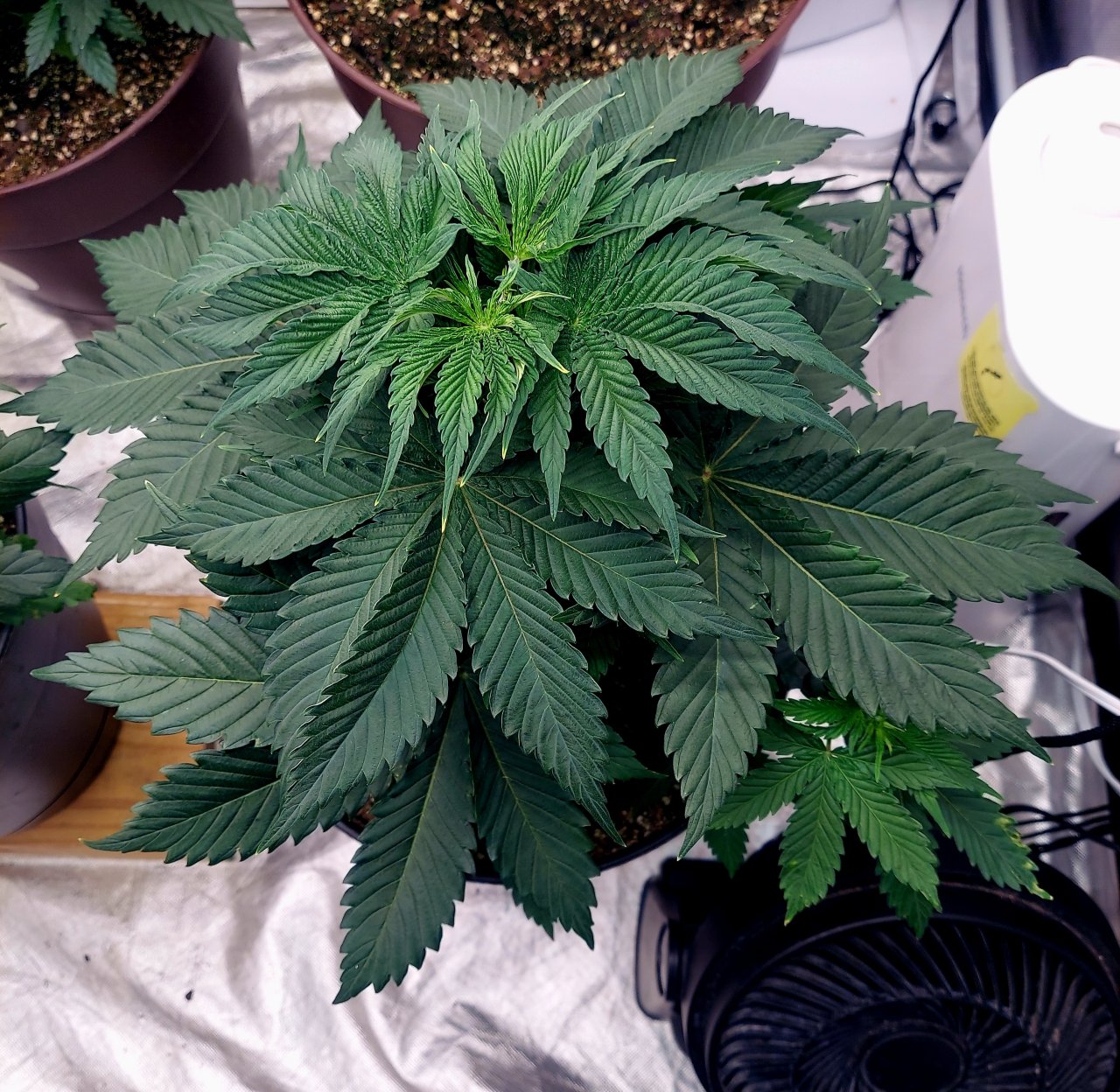 Summer Grow 2023-Durban Poison