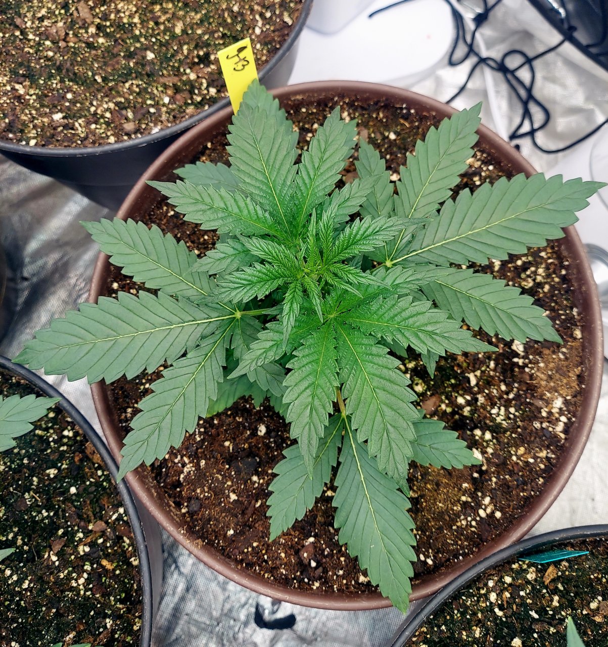 Summer Grow 2023-G-13