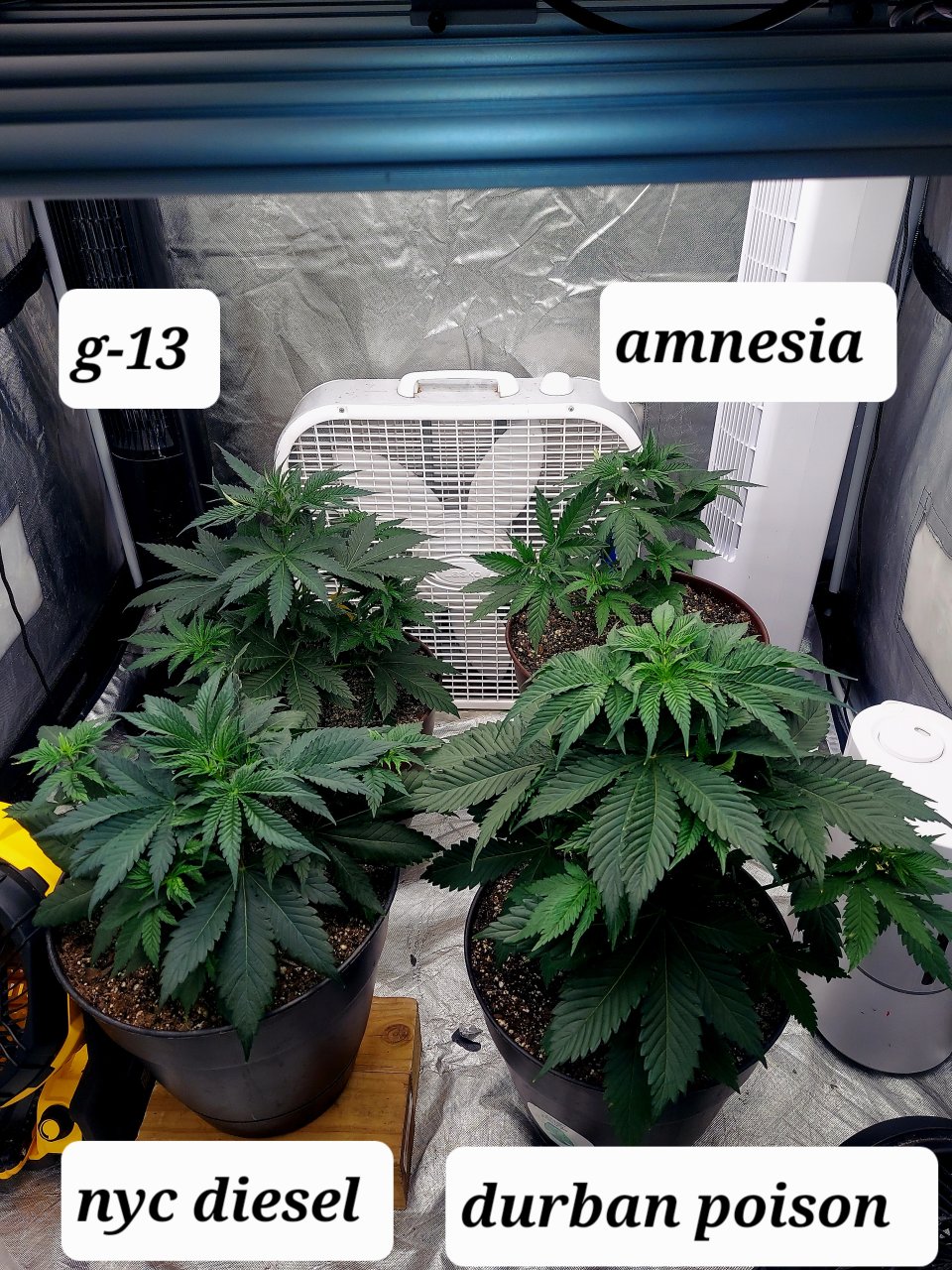 Summer Grow 2023