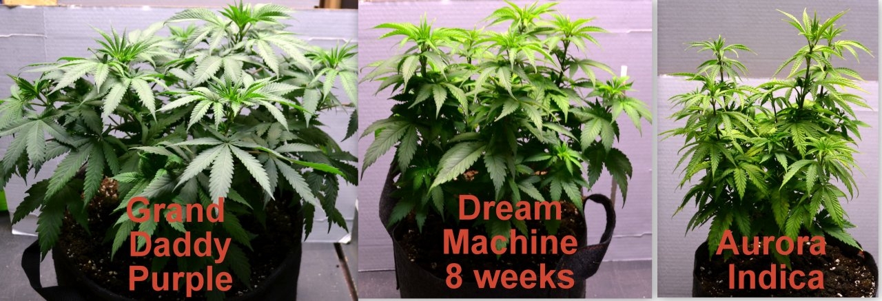 Summer Grow Week 8.jpg