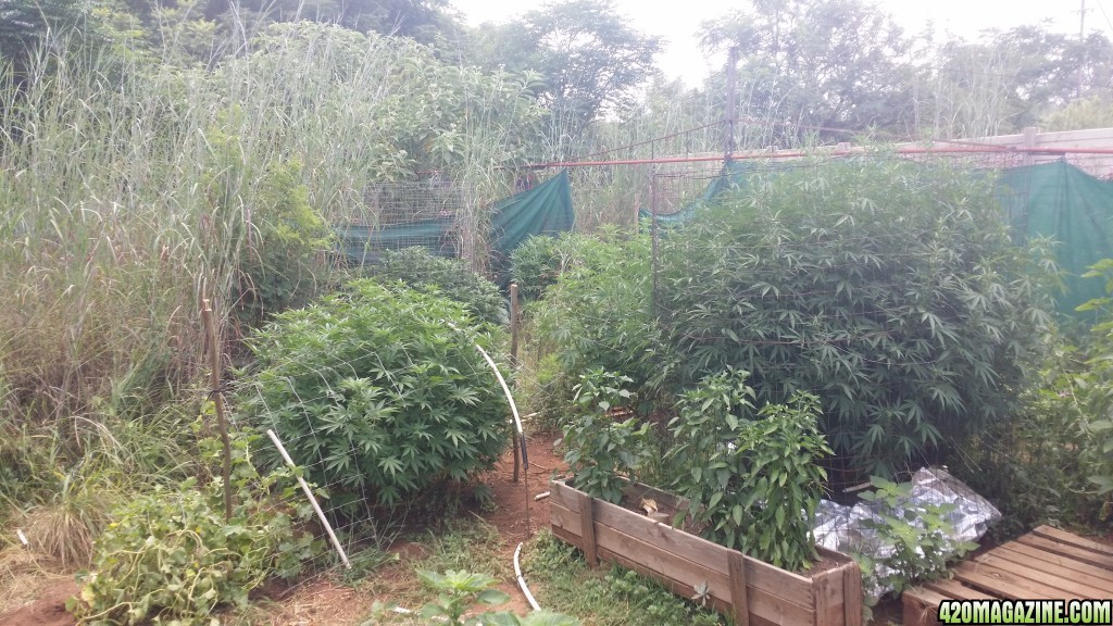 Summer grow