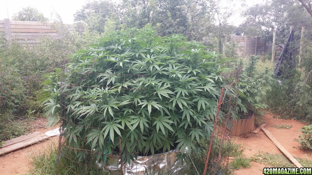 Summer grow