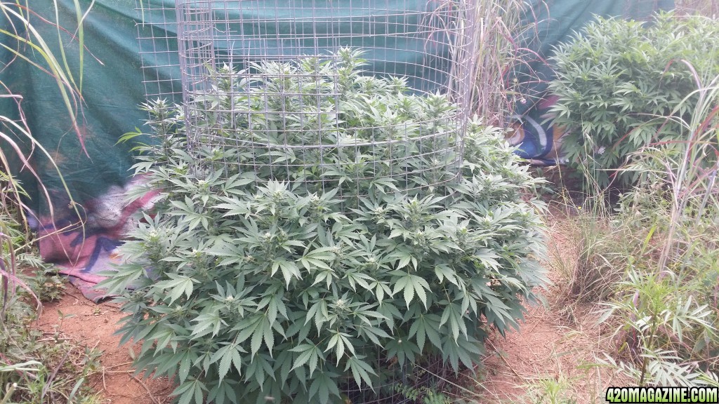 Summer grow