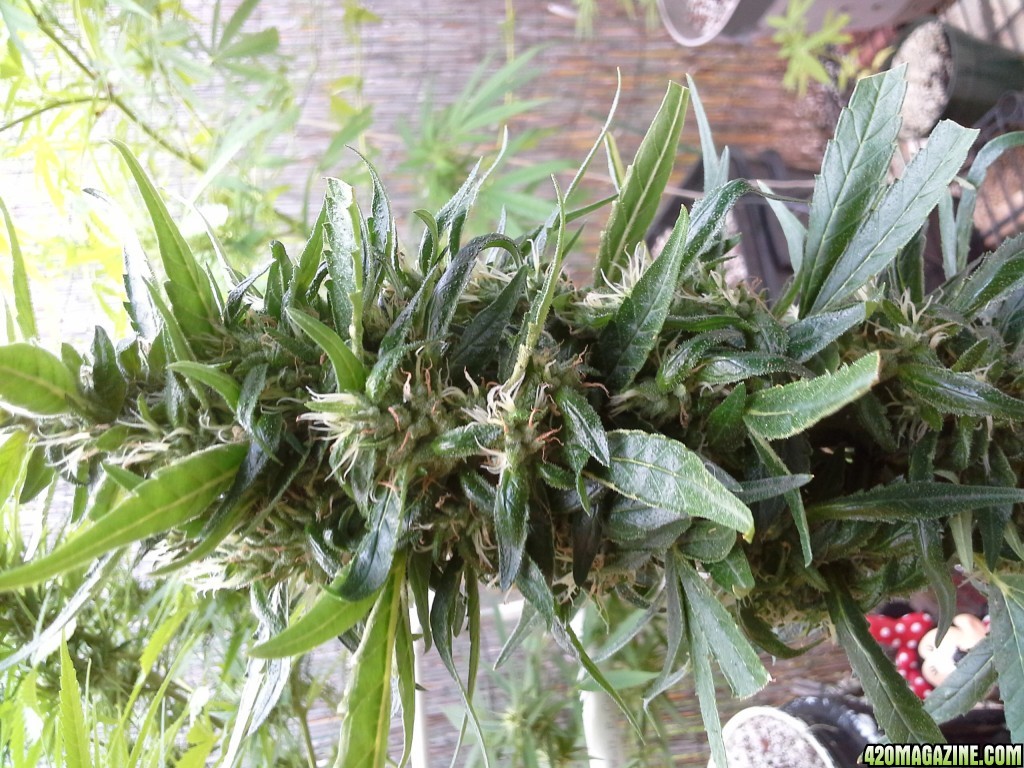 summer of 2013. 1st grow