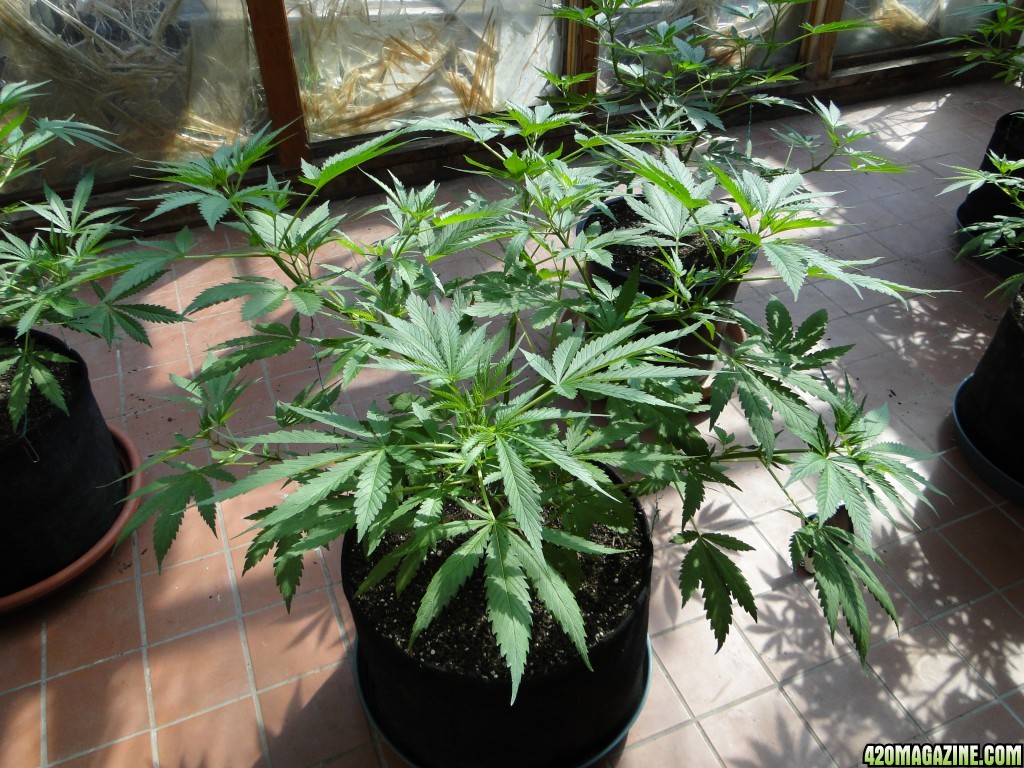 Sun Room Update-Week 1 of Flowering-8/20/17