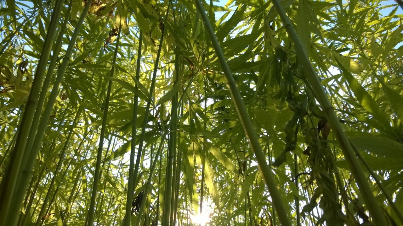 sun-through-hemp.jpg