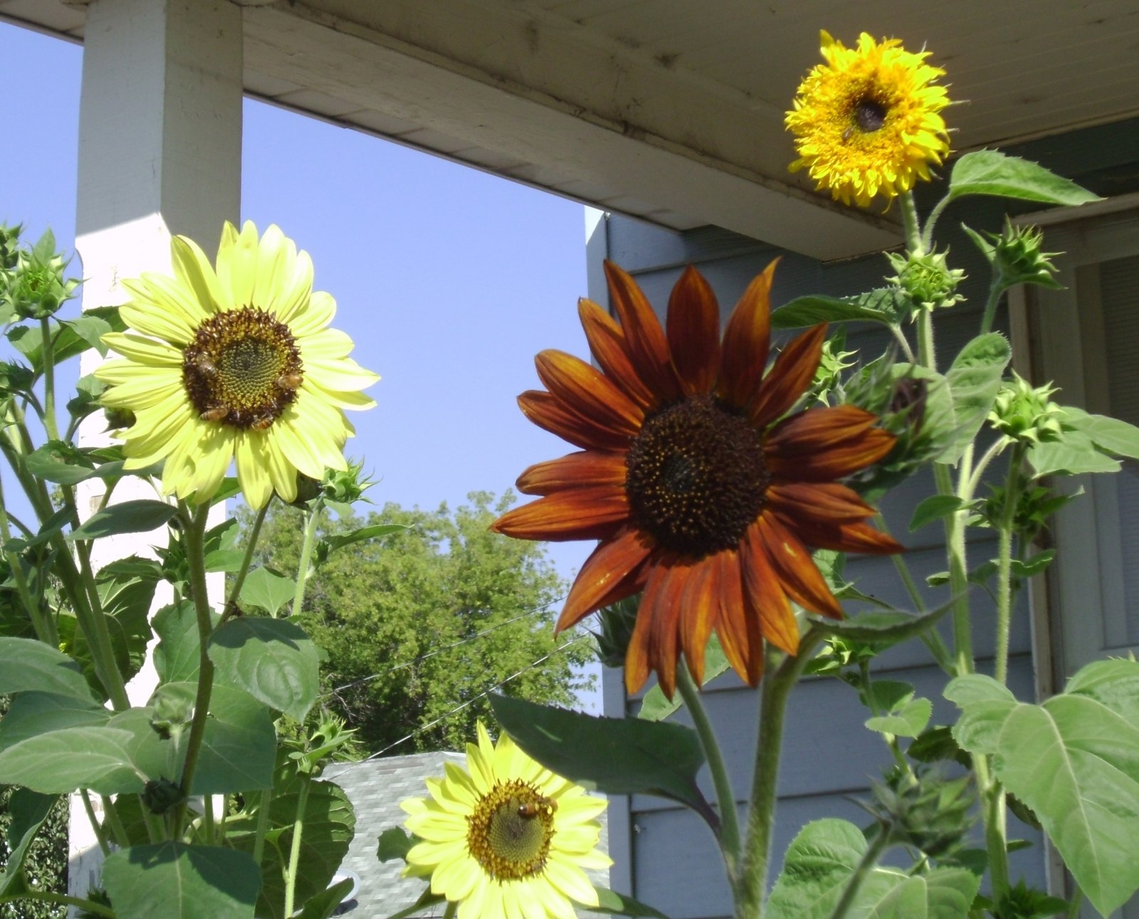 Sunflowers - 20200911-01.JPG