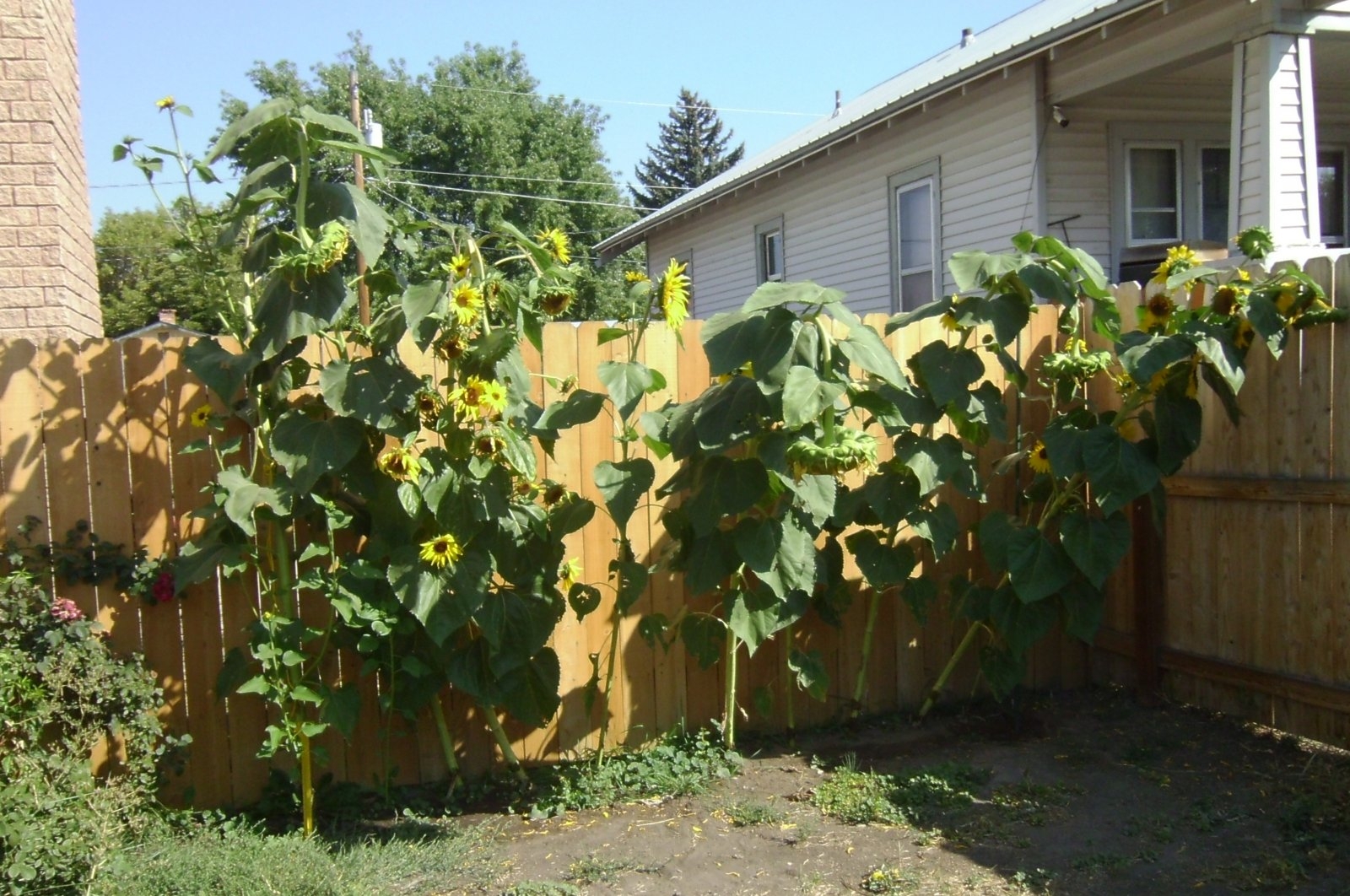 Sunflowers - 20200911-03.JPG