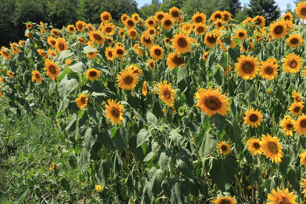 sunflowers.jpg