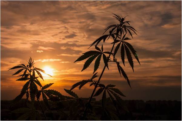 SUNSET GANJA.jpg