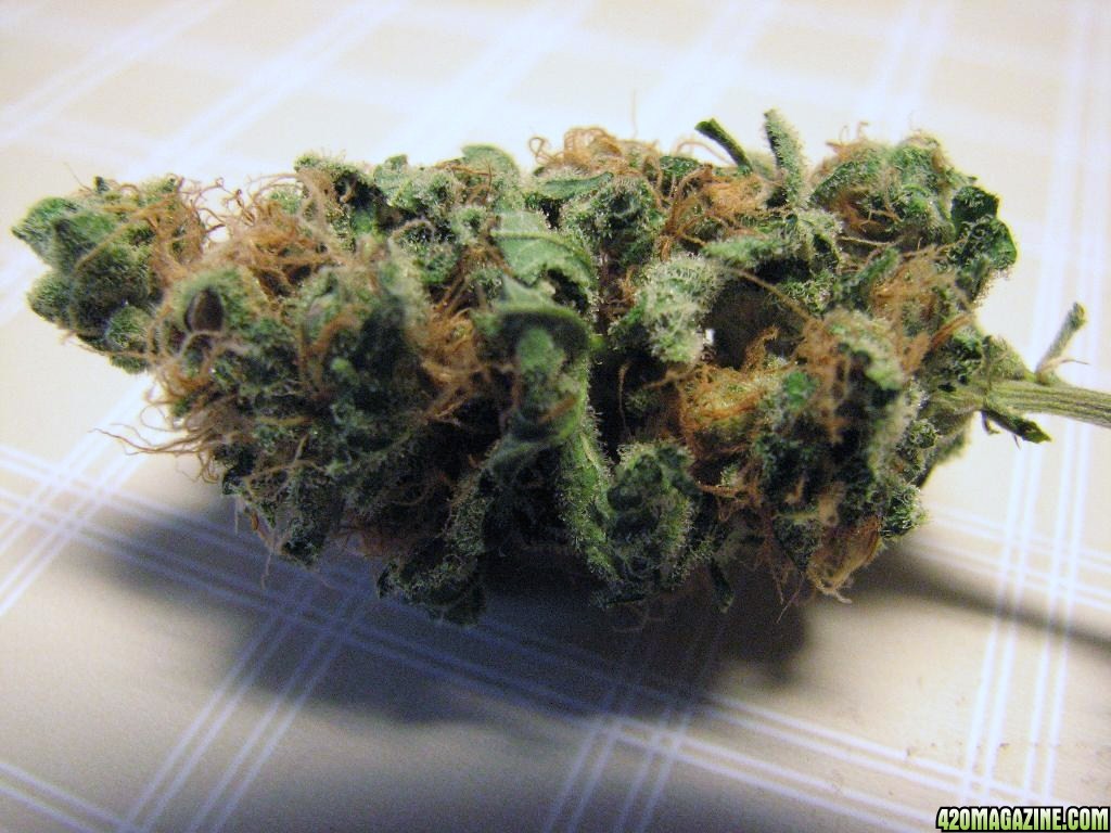 Sunset Kush seeds 09-27-10