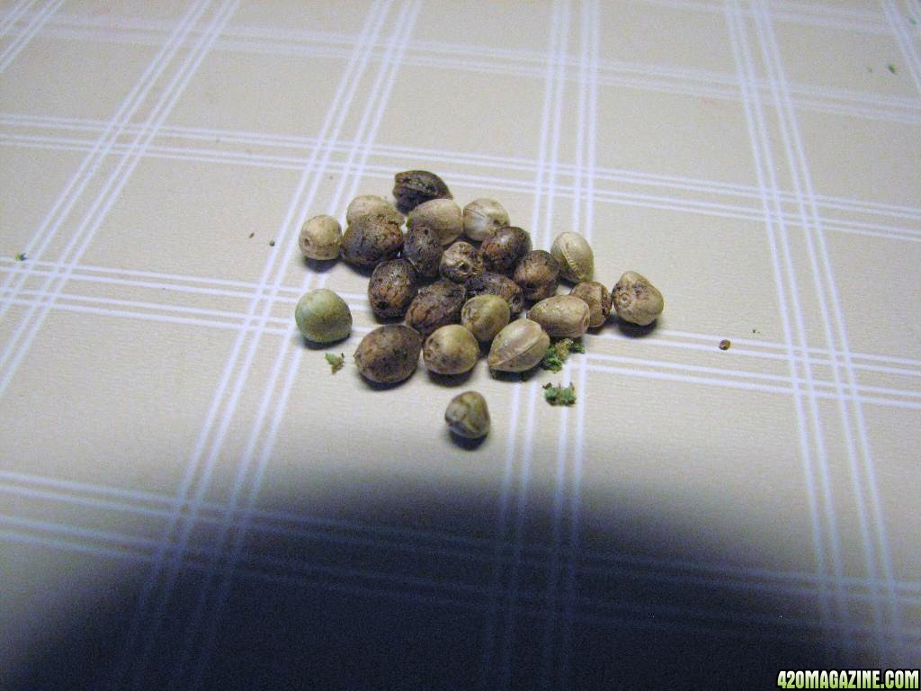 Sunset Kush seeds 09-27-10