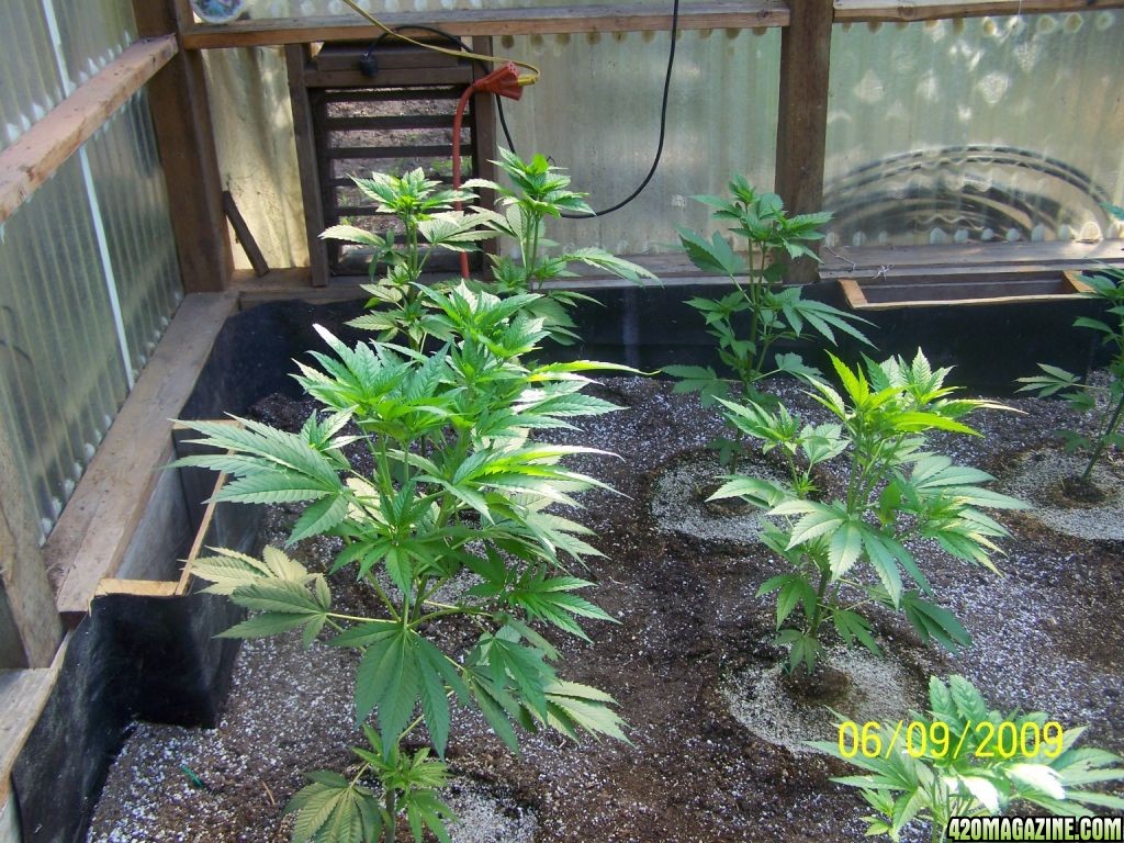 SUNSHINE MIX #4 GROW