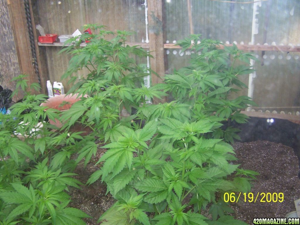 SUNSHINE MIX #4 GROW