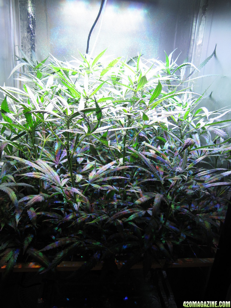 Suoer Lemon Haze DWC LED