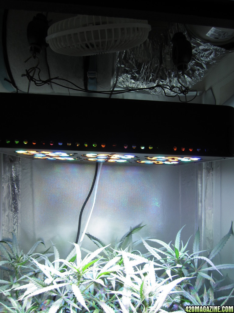 Suoer Lemon Haze DWC LED