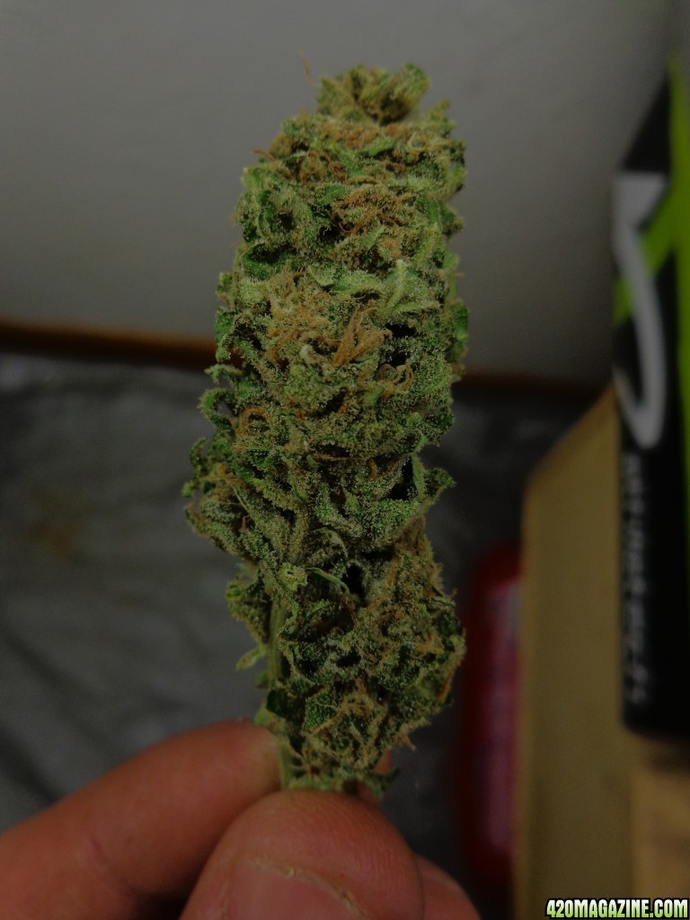 super blue alien cookie