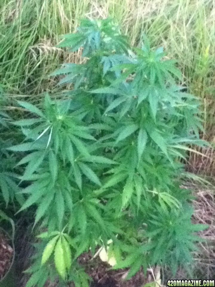 Super Bud 8-25-2011