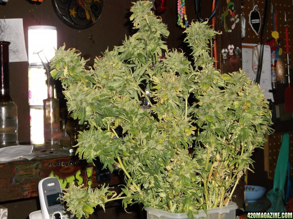 Super Frost Harvest