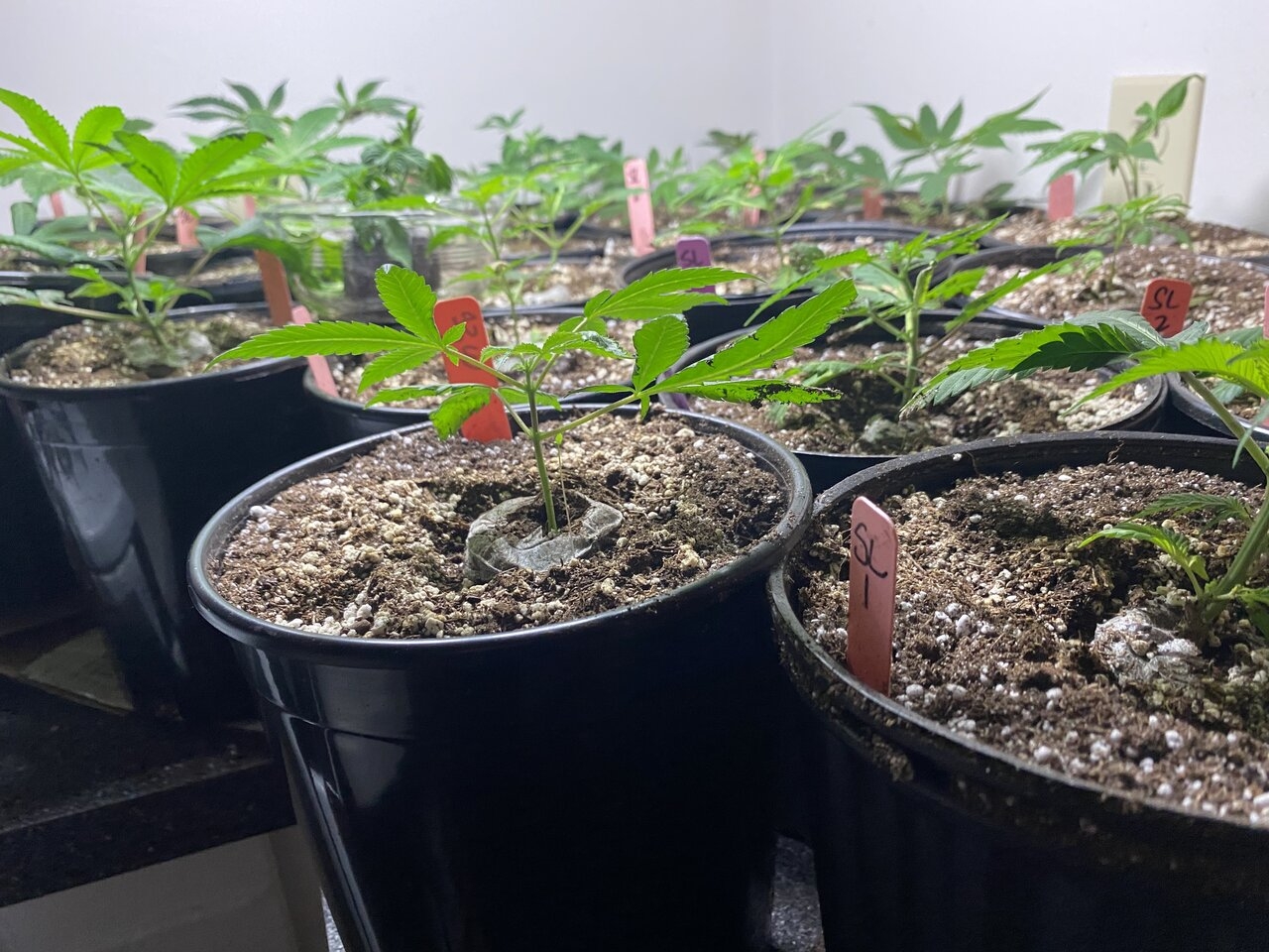 Super Lemon Clones